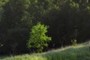 Hundreds of New Oaks