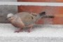 pigeon