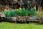 Daffodils