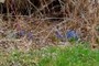 Scilla