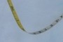Tape measure