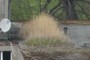 Tall grass
