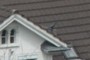 Bird 2