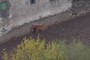 Vaca jugando al escondite
