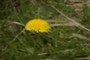 Pusteblume