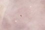 infant Solar System!