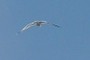 Gull in flight