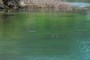waterfowl