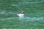 Common goldeneye