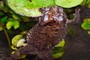 Toad