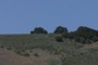 Sycamore Crest