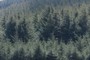trees