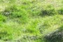 The grass is always greener