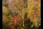 Fall Trees