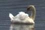 SWAN - CYGNE 
