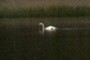 SWAN - CYGNE 