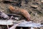 Mr.Snail
