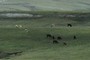 Cows