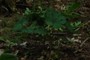 bloodroot