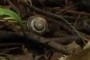 Cepea nemoralis