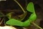 maple seeds
