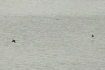 275465-210x140