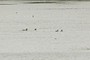 mini Loch Ness monster