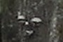 Tree face 2
