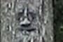 Tree Face 1