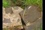 Lizard 