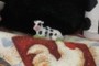 Tiny Cow