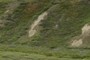 Bear den