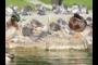 Duck Pond