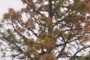 Diseased Tree