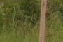 House Centerline