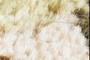 Hair