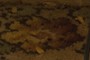 Pistachio nut shells and bits of dirt