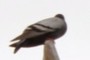 Pigeon of View