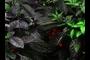 Purple leaf pepper