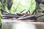 Log Jam