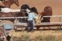 Horses