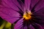 Center of focus...