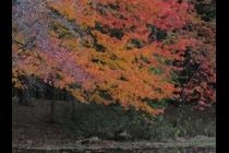 29500-210x140