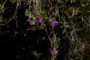 Blumen