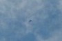 Bird, I think...