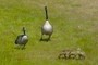 Canada geese