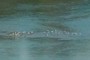 Gulls