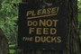 Don't Feed the Ducks!