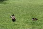 Well-behaved ducks