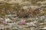 Pedicularis (Lousewort)